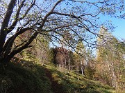 Alla Madonnina del Costone (1195 m) in veste autunnale da Salmezza-21ott24 - FOTOGALLERY